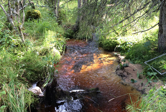 Forest stream